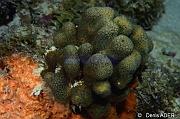 Madracis decactis Corail a nodules-Bonaire Buddy Reef-20m-20180218nuit-Denis-ADER-DSC_6391_tn